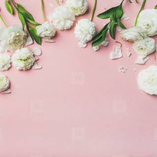 Valentines Day pink wallpaper