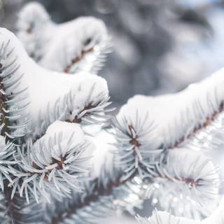 Winter blur wallpaper