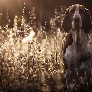 German Shorthaired Pointers wallpaper