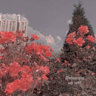 Aesthetic 1090x1080 wallpaper