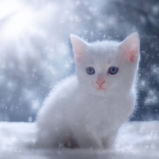 White winter cats wallpaper
