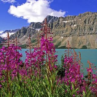 Bow Lake Alberta wallpaper