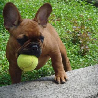 French Bulldog puppy wallpaper