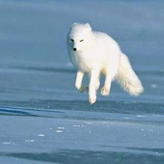 Arctic foxes wallpaper