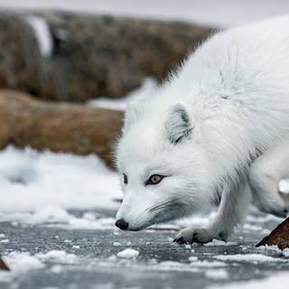 Arctic foxes wallpaper