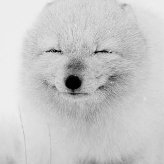 Arctic foxes wallpaper