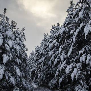 Winter in the pines wallpaper