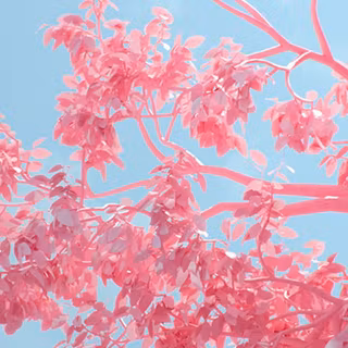 Pink winter laptop wallpaper