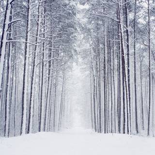 Winter sceneries wallpaper