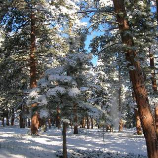 Winter in the pines wallpaper