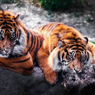 Beautiful animals wallpaper