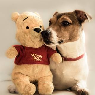 Teddy bear dog wallpaper