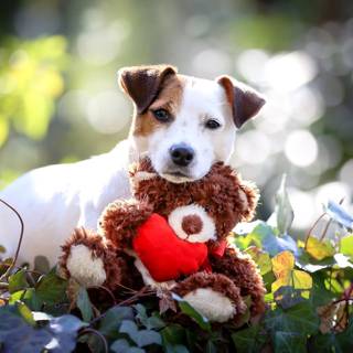 Teddy bear dog wallpaper