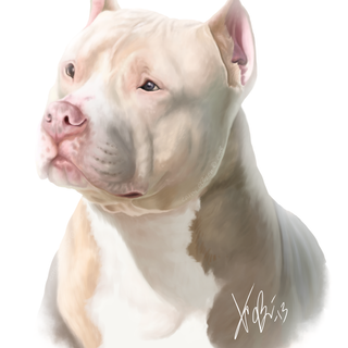 White Pitbulls wallpaper