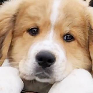 A Dog's Purpose wallpaper