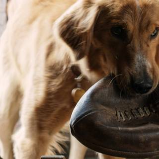A Dog's Purpose wallpaper