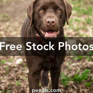 Black and white filter Labrador puppy wallpaper