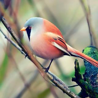 Rainbow fluffy birds wallpaper