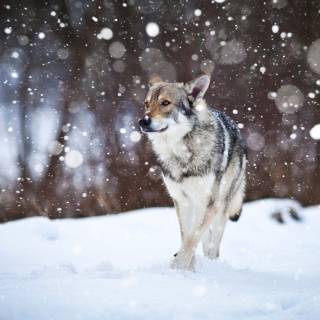Snow dogs wallpaper