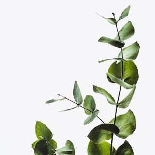 Aesthetic minimalist plant desktop wallpaper