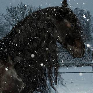 Beautiful winter horse wallpaper