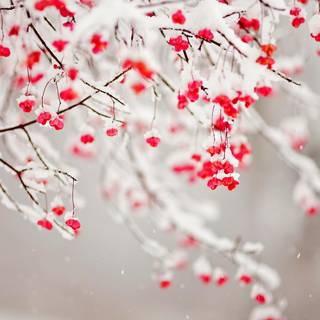 Winter branches wallpaper