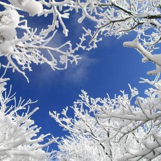 Winter branches wallpaper