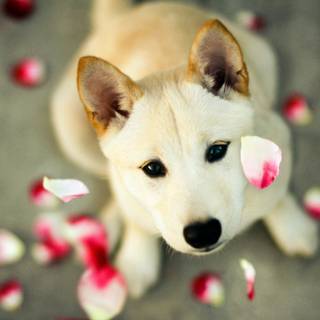 Cute Valentine's Day pets wallpaper