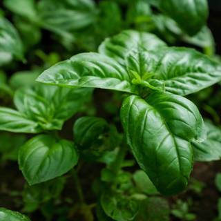 Basil wallpaper