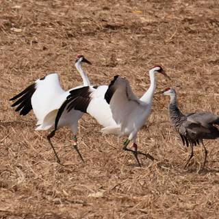 Whooping crane wallpaper