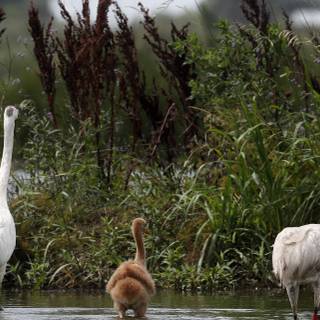 Whooping crane wallpaper
