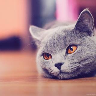 Cute gray kitty wallpaper