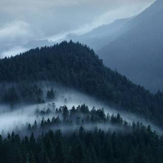 Mountain forest wallpaper