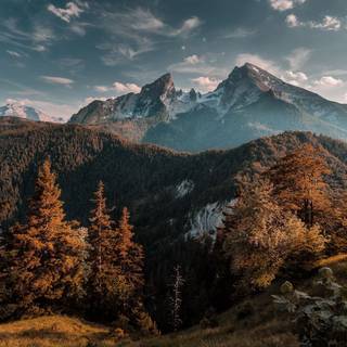 Mountain forest wallpaper