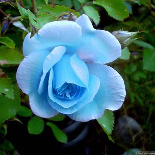Light blue roses wallpaper