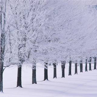 Winter season trees wallpaper