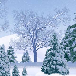 Winter season trees wallpaper