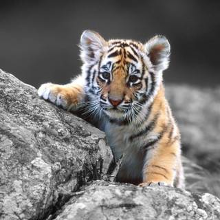 Full screen tiger wallpaper