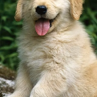 Golden Retriever dogs wallpaper