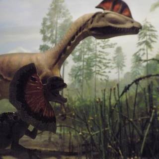 Dilophosaurus wallpaper