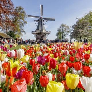 Keukenhof wallpaper