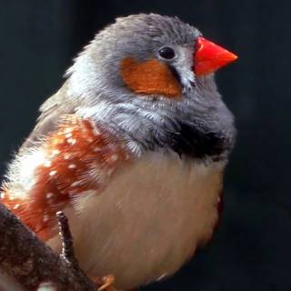 Zebra finch wallpaper