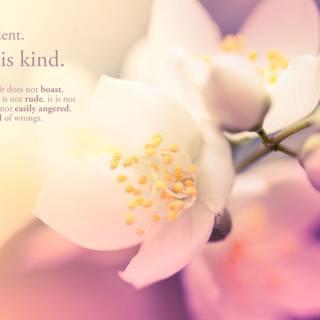 Bible women wallpaper