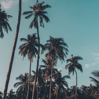 Coconuts wallpaper