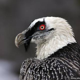 Vulture black and white wallpaper