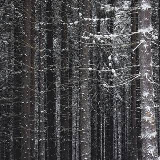 Tall winter trees wallpaper