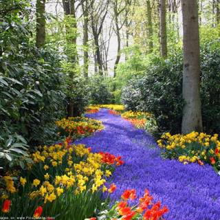 Bing flowers wallpaper