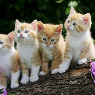 Curious kittens wallpaper