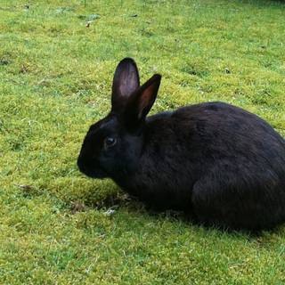 Black rabbits wallpaper