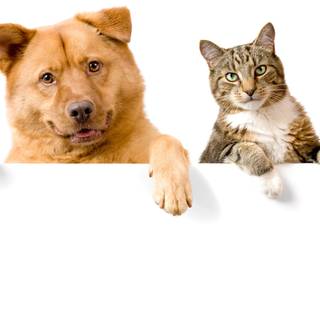 Puppy and cats wallpaper